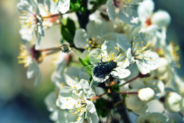 Synecology. Insect-pollinators. Blooming cherry plum (Prunus iranica) in village yard. First flies as pollinators of first flowers - Fly drinks nectar and collects it on its head pollen grain