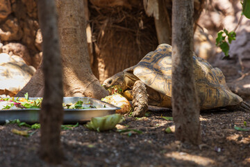 Big turtle in the garden near the food