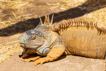 Large iguana - Iguana iguana in the Zoopark on the island of Gran Canaria in Spain