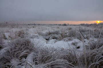 Cold northern winter, low dim disc during the winter solstice. Sedge and willow swamp in the boreal forest area to be covered with snow after heavy snowfall, complete calmness
