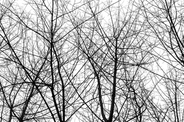 Tree branches isolated on white background. Dead tree without leaves. Black trees silhouettes on...