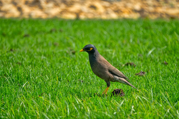 Indian myna (Acridotheres tristis) in Abu Dhabi