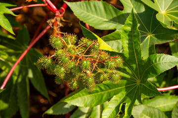 Ricinus communis, the castor bean or castor oil plant, is a species of perennial flowering plant in the spurge family, Euphorbiaceae. It is the sole species in the monotypic genus, Ricinus, and subtri