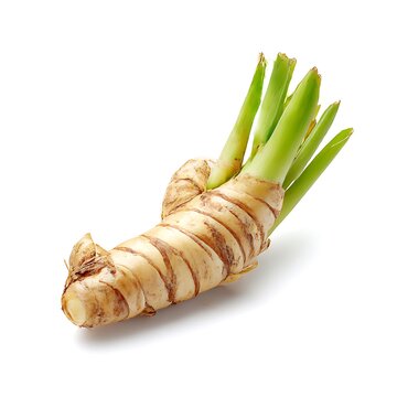 Close up of galangal root with green shoots, isolated on white background