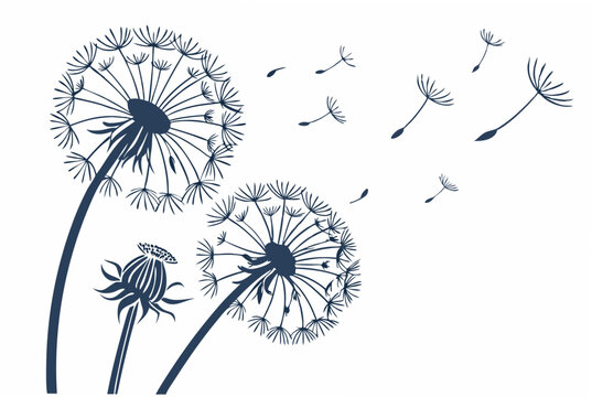 dandelion on blue background