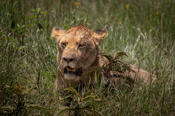 Fototapeta premium Eine Löwin mit Schlamm im dreckigen Fell sitzt im hohen Gras im Ngorongoro Krater in Tansania Afrika 