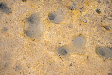 Sandstone bedrock, patterns of cracks and fissures, Malta. Secluded bays and beautiful coastline in Malta	
