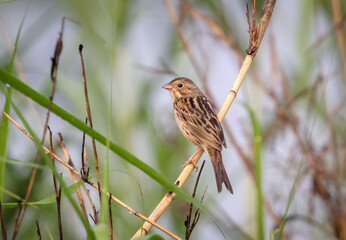 Chestnut-eared bunting (Emberiza fucata).this photo was taken from Bangladesh.