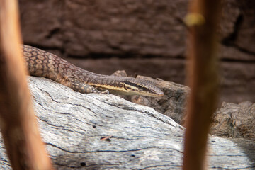 Fototapeta premium A Kimberley rock monitor (Varanus glauerti) at a local zoo