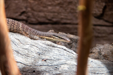 A Kimberley rock monitor (Varanus glauerti) at a local zoo
