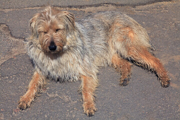 Shaggy dog. Overgrown, untrimmed and dirty dog. Homeless dog with shaggy fur and beard. Street dog resting on the asphalt. Shaggy, dirty and uncombed terrier dog. Homeless, unwashed dog without owner