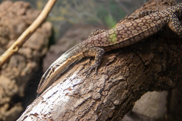 A Kimberley rock monitor (Varanus glauerti) at a local zoo
