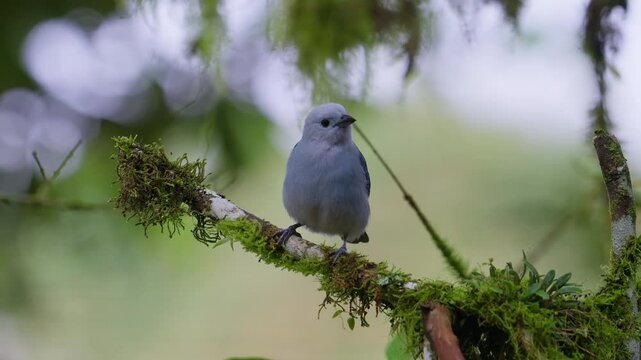 Blue-gray tanager on a mossy branch