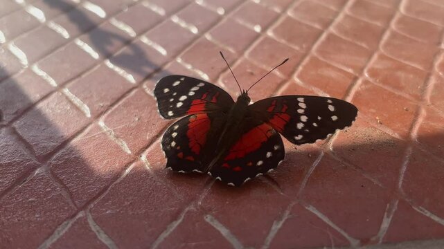 Mariposa roja y negra posada en el suelo