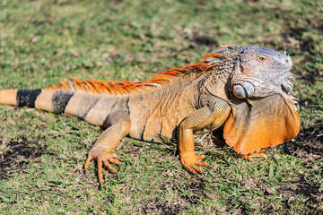 Exotic reptile animal. Wildlife fauna. Reptile animal in tropical rainforest. Wildlife zoo jungle. Iguana lizard in jungle. American iguana herbivorous lizard. Exotic iguana reptile. Iguana species