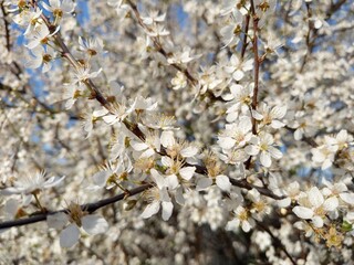 Prunus cerasifera tree in full bloom with delicate pale flowers.
Description: A Prunus cerasifera, commonly known as cherry plum, covered in soft white to light pink blossoms, marking the early signs 