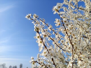 Prunus cerasifera tree in full bloom with delicate pale flowers.
Description: A Prunus cerasifera,...