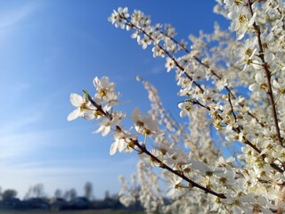Prunus cerasifera tree in full bloom with delicate pale flowers.
Description: A Prunus cerasifera, commonly known as cherry plum, covered in soft white to light pink blossoms, marking the early signs 