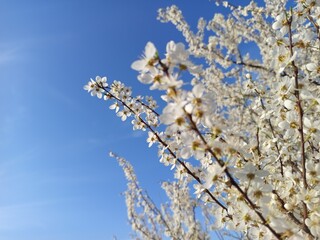 Prunus cerasifera tree in full bloom with delicate pale flowers.
Description: A Prunus cerasifera, commonly known as cherry plum, covered in soft white to light pink blossoms, marking the early signs 