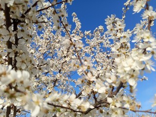 Prunus cerasifera tree in full bloom with delicate pale flowers.
Description: A Prunus cerasifera, commonly known as cherry plum, covered in soft white to light pink blossoms, marking the early signs 