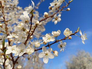 Prunus cerasifera tree in full bloom with delicate pale flowers.
Description: A Prunus cerasifera, commonly known as cherry plum, covered in soft white to light pink blossoms, marking the early signs 