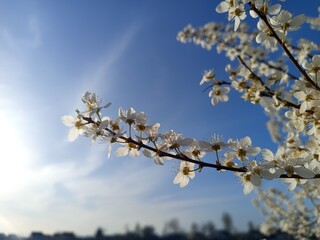 Prunus cerasifera tree in full bloom with delicate pale flowers.
Description: A Prunus cerasifera, commonly known as cherry plum, covered in soft white to light pink blossoms, marking the early signs 