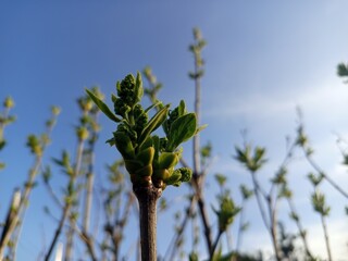Common lilac branch with young leaves and buds emerging against a clear spring sky.
