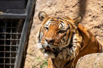 A Malayan tiger at a local zoo
