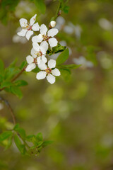 Flowering branch with white flowers on blurred spring background. Vertical composition with space for text.