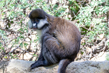 A red-tailed monkey at a local zoo