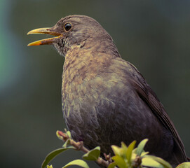 Eurasian blackbird
