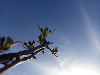 Pear tree branch budding with fresh leaves and flower buds against a bright spring sky.