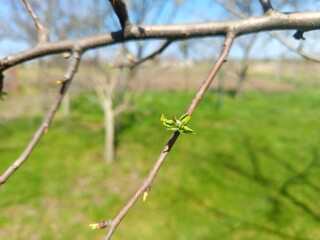 Apple tree branch with young leaves and buds growing 