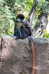 A red-tailed monkey at a local zoo