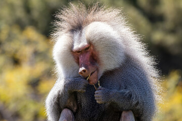 Obraz premium A male hamadryas baboon at a local zoo