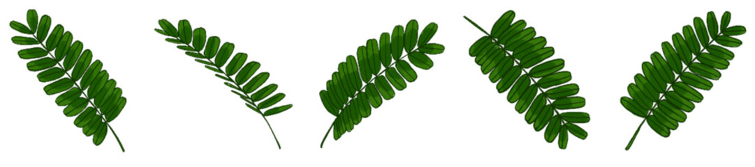 Realistic Watercolor-Style Colored Tamarind Leaves – Tropical Botanical Herb Illustration Pack for Nature Design, Packaging, Educational Materials, Organic Products, Greenery Art, Eco-friendly Brandin