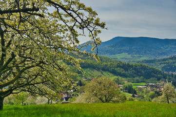 Frühling in Breitenbach im Val de Villé im Elsass © Tanja Voigt 