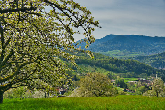 Fr&uuml;hling in Breitenbach im Val de Vill&eacute; im Elsass
