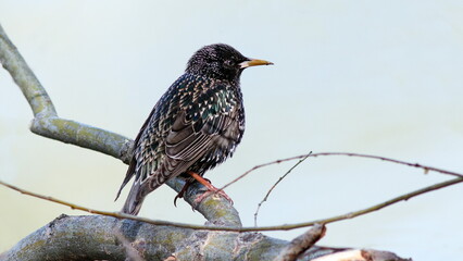 blackbird on a branch