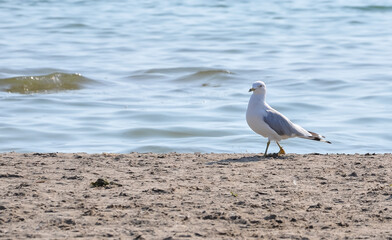 A lone seagull on the beach