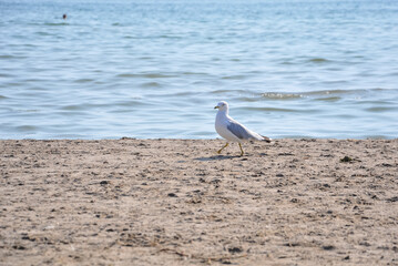Seagull on the beach