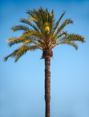 Beautiful palm tree top on sky background