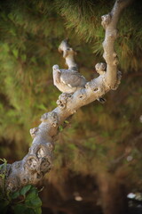 Wood pigeon, or Vityuten on a branch against a blurred background of coniferous foliage, Close-up