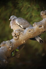 Wood pigeon, or Vityuten on a branch against a blurred background of coniferous foliage, Close-up
