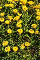 The yellow Alpine everlasting (Xerochrysum subundulatum), native to the Alpine regions of Victoria and New South Wales (Australia)

