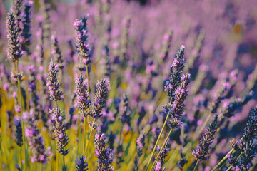Selecvtie focus on beautiful purple lavender field in Gordes, la provence,  France