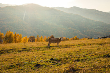 Cow grazing grass in a mountain forest in autumn