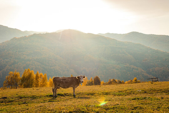 Cow grazing grass in a mountain forest in autumn