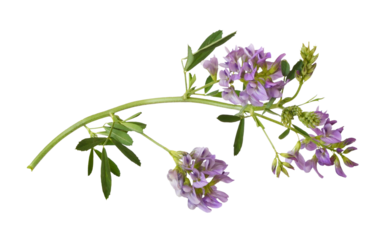 Closeup of twig of purple flowers and green leaves of lucerne (Medicago) isolated on white or transparent background