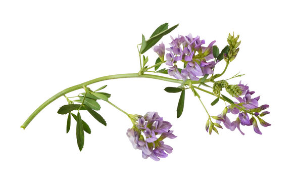 Closeup of twig of purple flowers and green leaves of lucerne (Medicago) isolated on white or transparent background